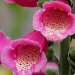 Digitalis thapsi Kwiat