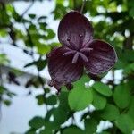 Akebia quinata Flower