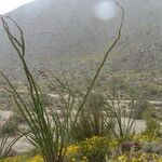 Fouquieria splendens Habit