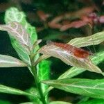 Hygrophila polysperma Leaf