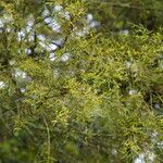 Dacrycarpus dacrydioides Leaf