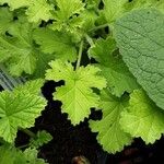 Pelargonium × asperum Hostoa