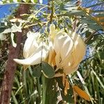 Sesbania grandiflora Fleur