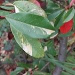 Photinia davidiana Leaf