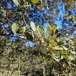 Quercus rotundifolia Leaf