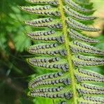 Polystichum lonchitis 果實