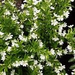 Cuphea hyssopifolia Агульны выгляд