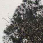 Pinus virginiana Лист