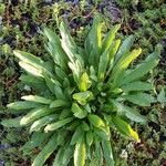 Leucanthemum maximumList