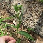 Commelina ensifolia 整株植物