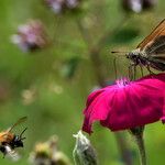 Silene coronaria फूल