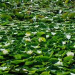 Nymphaea odorata Συνήθη χαρακτηριστικά