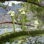 Acanthocereus tetragonus 花