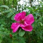 Rosa rugosaFlower