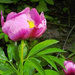 Paeonia × suffruticosa Cvet
