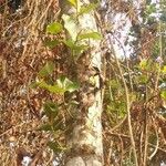 Ficus trichopoda Feuille