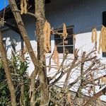 Corylus avellanaFruit