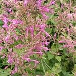 Agastache mexicana Кветка