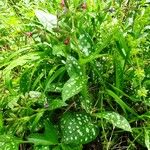 Pulmonaria affinis Libunga