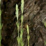 Crucianella angustifolia Altul/Alta