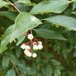 Cornus racemosa Frucht