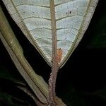 Miconia pterocaulon Leaf