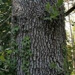 Quercus ithaburensis Bark