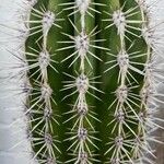 Pachycereus pringlei Leaf