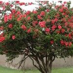 Hibiscus rosa-sinensis 整株植物