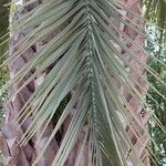 Butia capitata Leaf