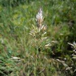 Avenula pubescens Fula
