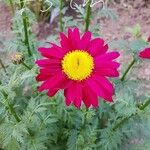 Argyranthemum frutescensFlower