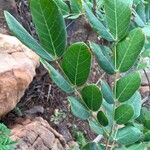 Burkea africana برگ