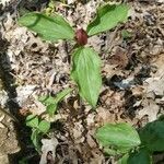 Trillium sessileLeaf