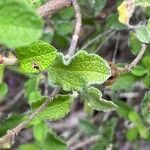 Cistus creticus Leaf