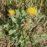 Centaurea acaulis Habitat