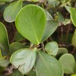 Clusia fluminensis Leaf