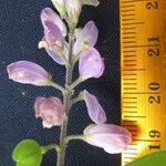 Polygala panamensis अन्य