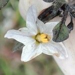 Solanum villosum Blomma