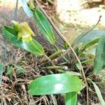 Polystachya galeata Flower