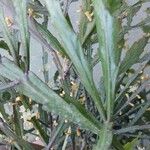 Rhipsalis elliptica Blad