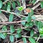 Vaccinium oxycoccos Leaf