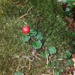 Mitchella repens Fruit