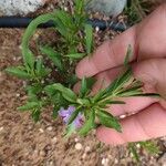 Dyschoriste linearis Corteza