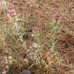 Atractylis humilis Habit