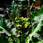 Brassica napus 花