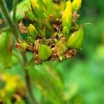 Hypericum hirsutum Fula