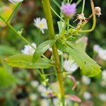 Erigeron annuus ഇല