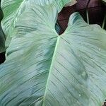 Philodendron ornatum Leaf