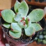 Echeveria colorata List